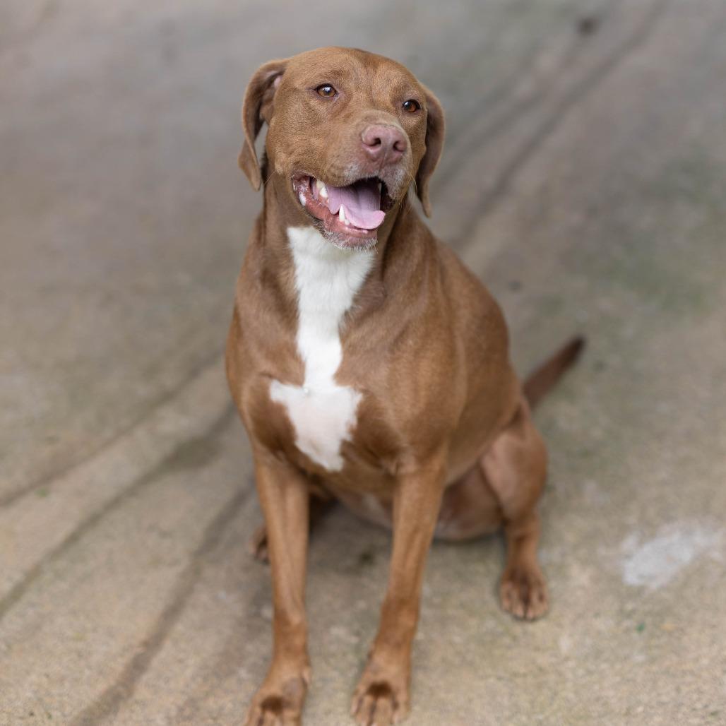 Enlarge Delilah, a Adoptable mixed breed in Talbott, TN image 3/3