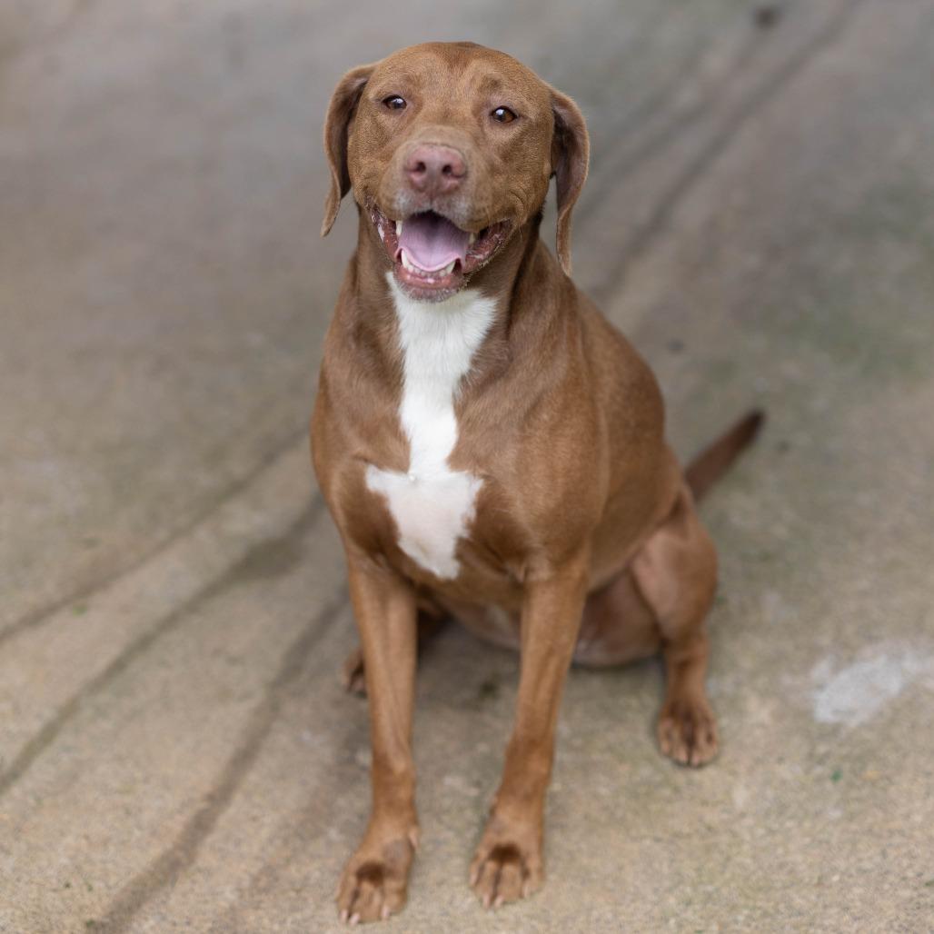 Delilah, Adoptable, Adult Female Labrador Retriever & Chocolate Labrador Retriever.