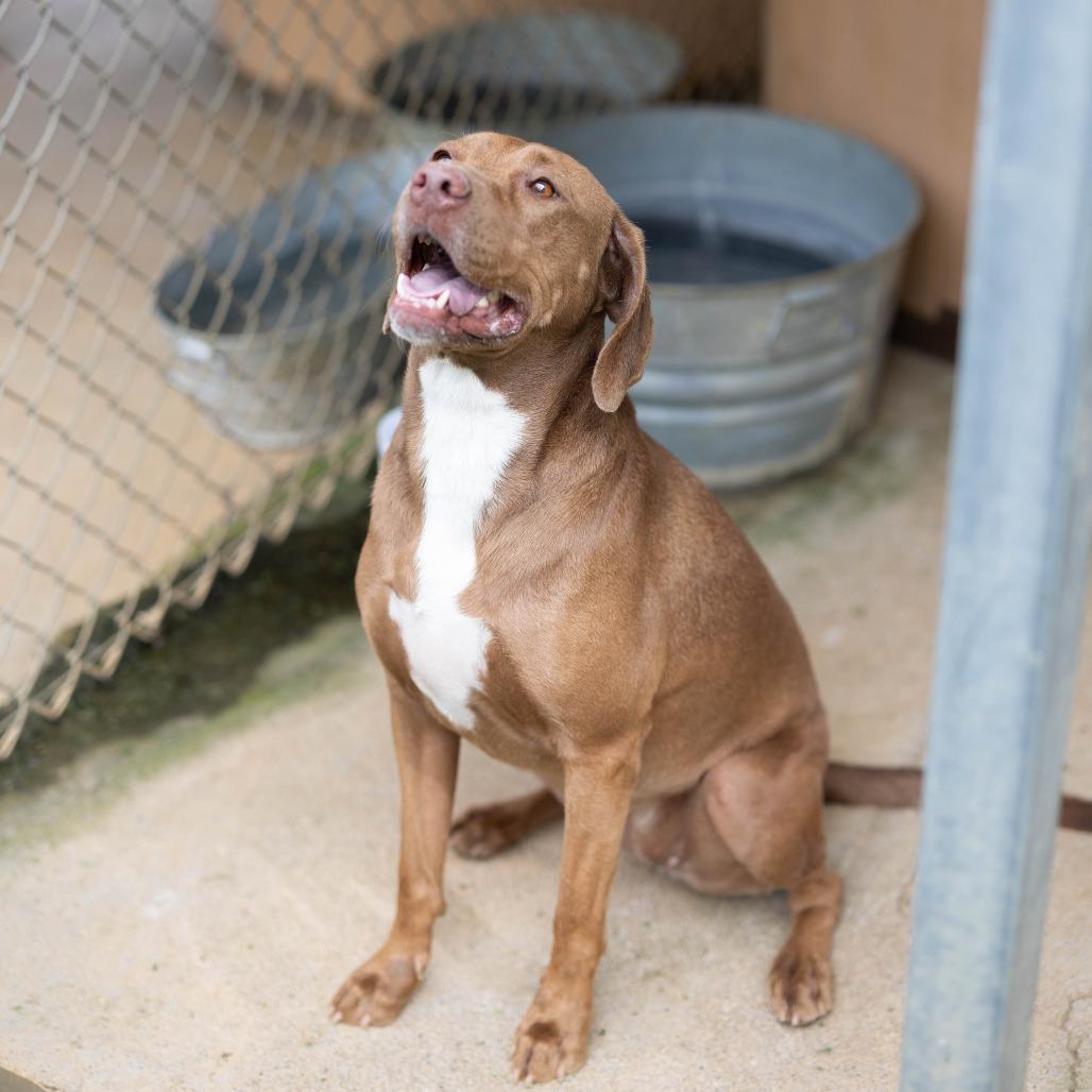 Enlarge Delilah, a Adoptable mixed breed in Talbott, TN image 2/3