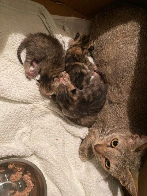 Dotty, Adoptable, Adult Female Domestic Short Hair.