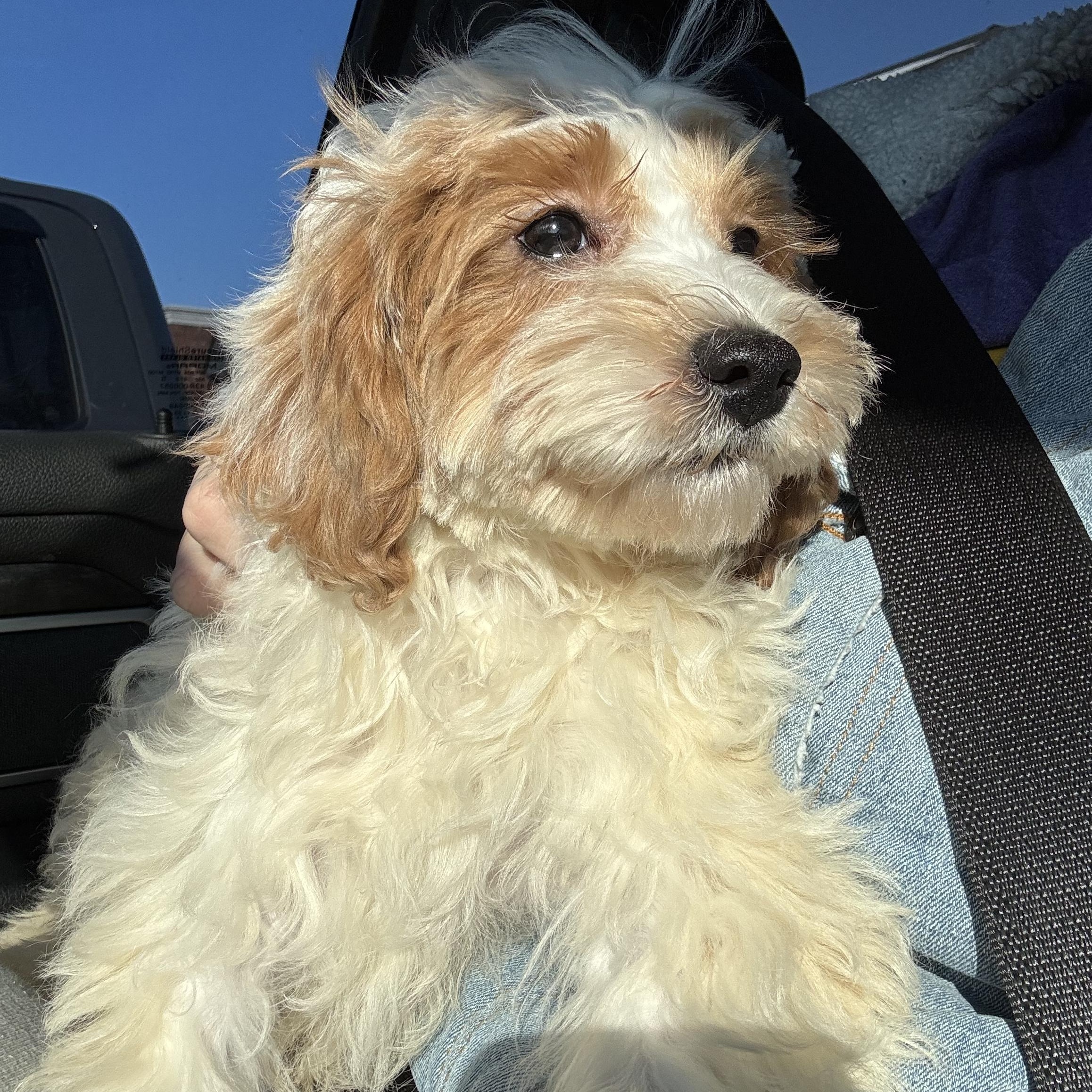 Bobby Flay! Sweet happy boy!, an adopted mixed breed in RUSSIAVILLE, IN image 2/3