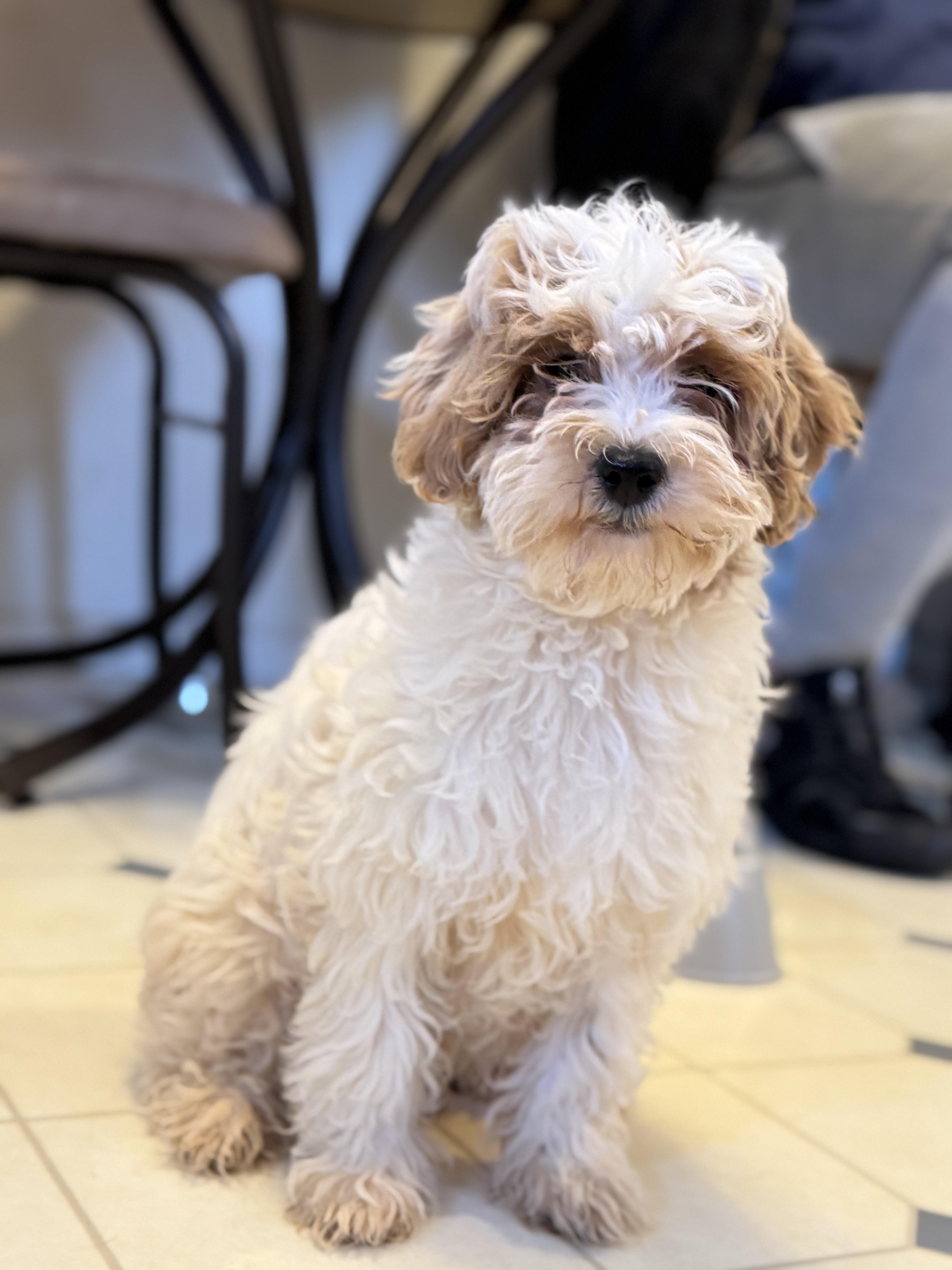 Bobby Flay! Sweet happy boy!, an adopted mixed breed in RUSSIAVILLE, IN image 3/3