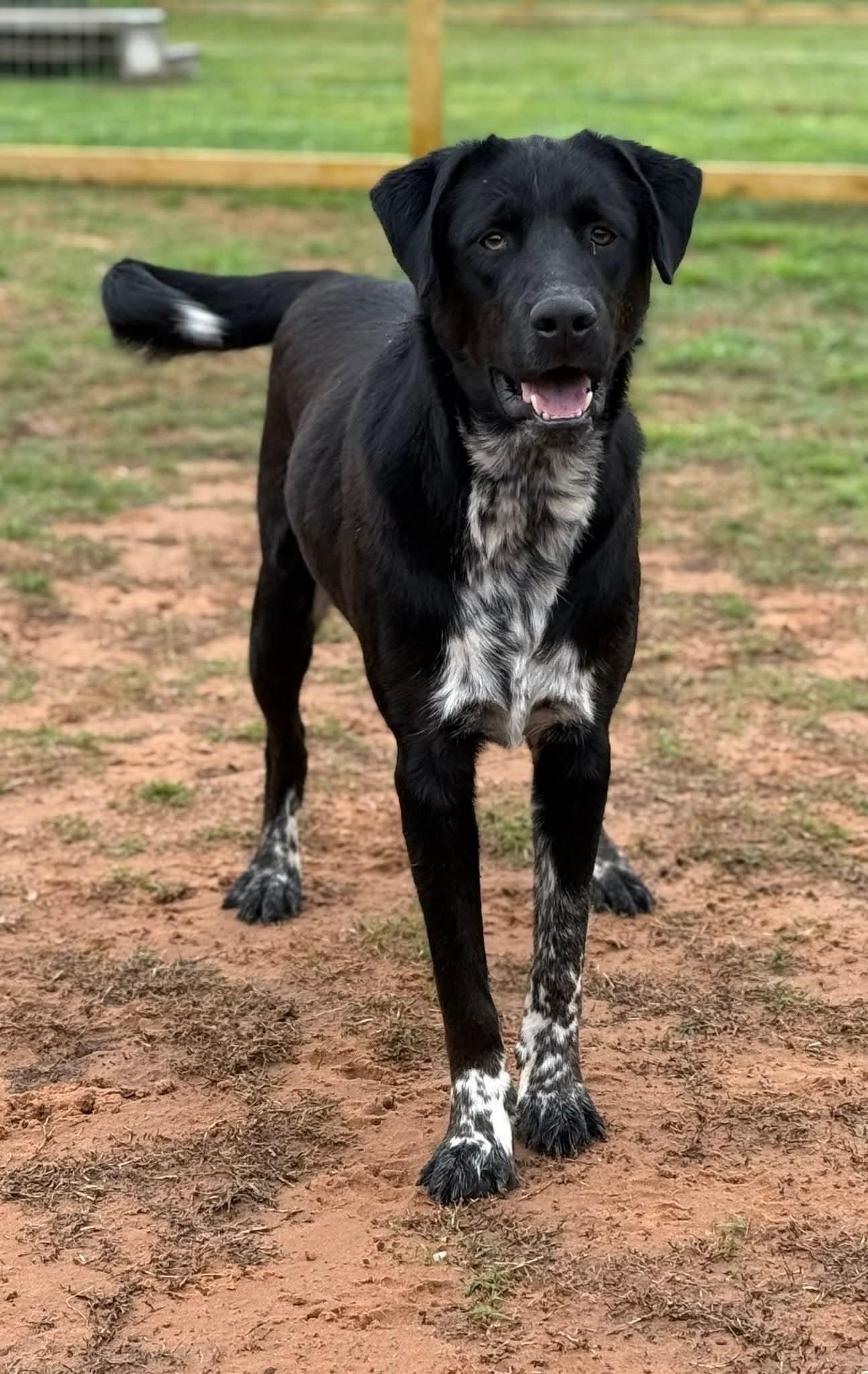 HERSHEY $425, a Adoptable mixed breed in Milwaukee, WI image 2/5