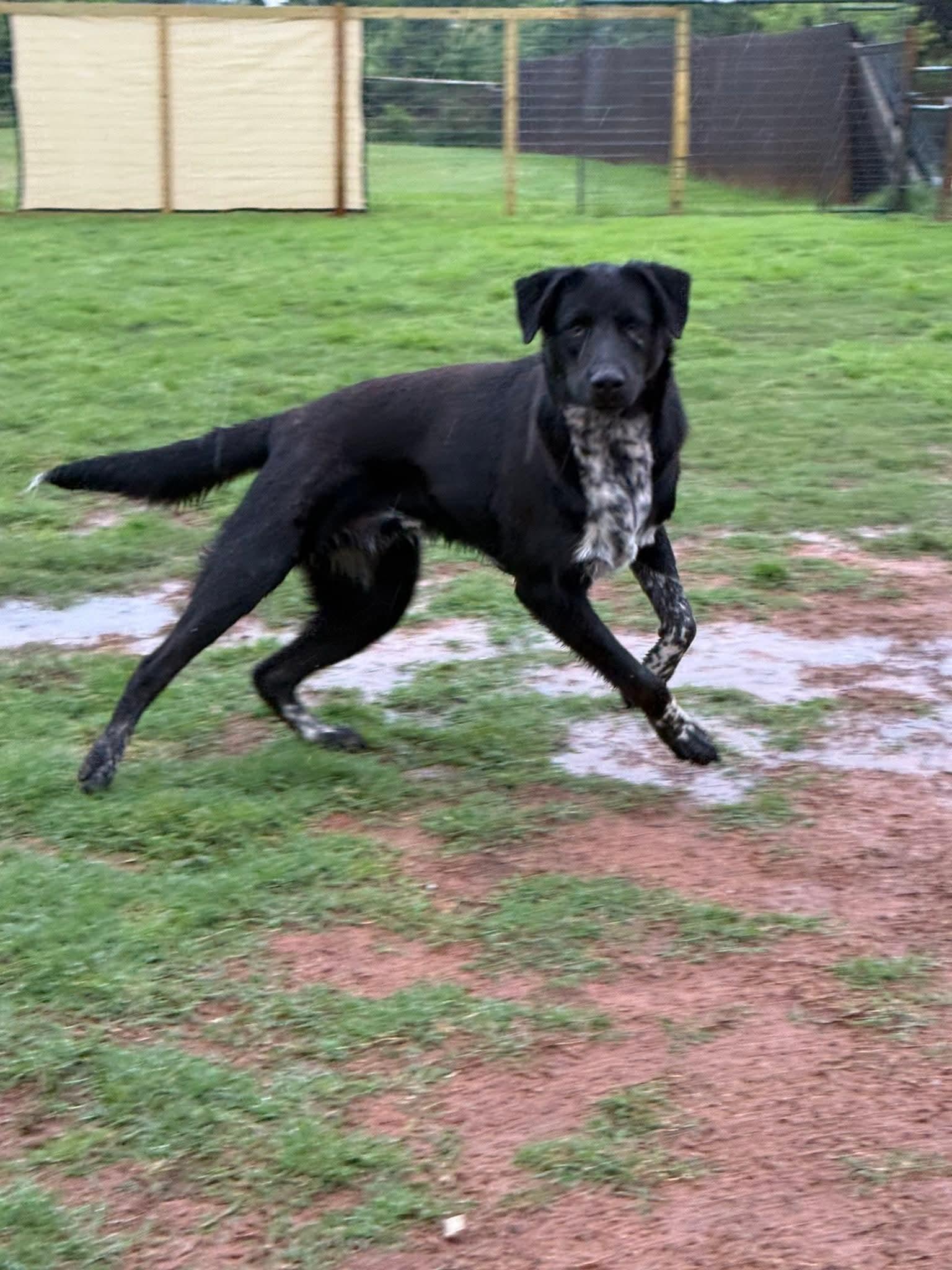 HERSHEY $425, a Adoptable mixed breed in Milwaukee, WI image 3/5