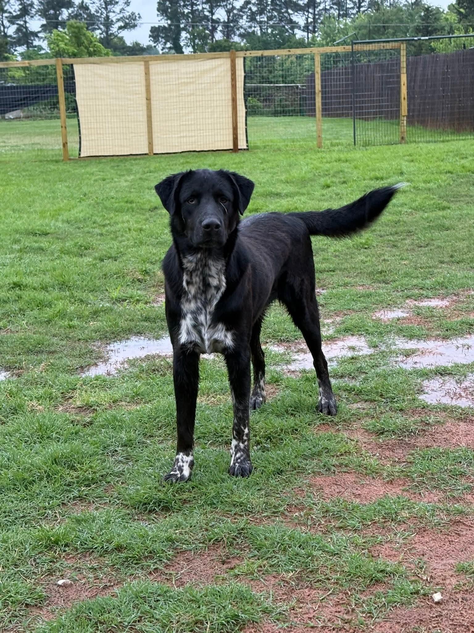 HERSHEY $425, a Adoptable mixed breed in Milwaukee, WI image 4/5