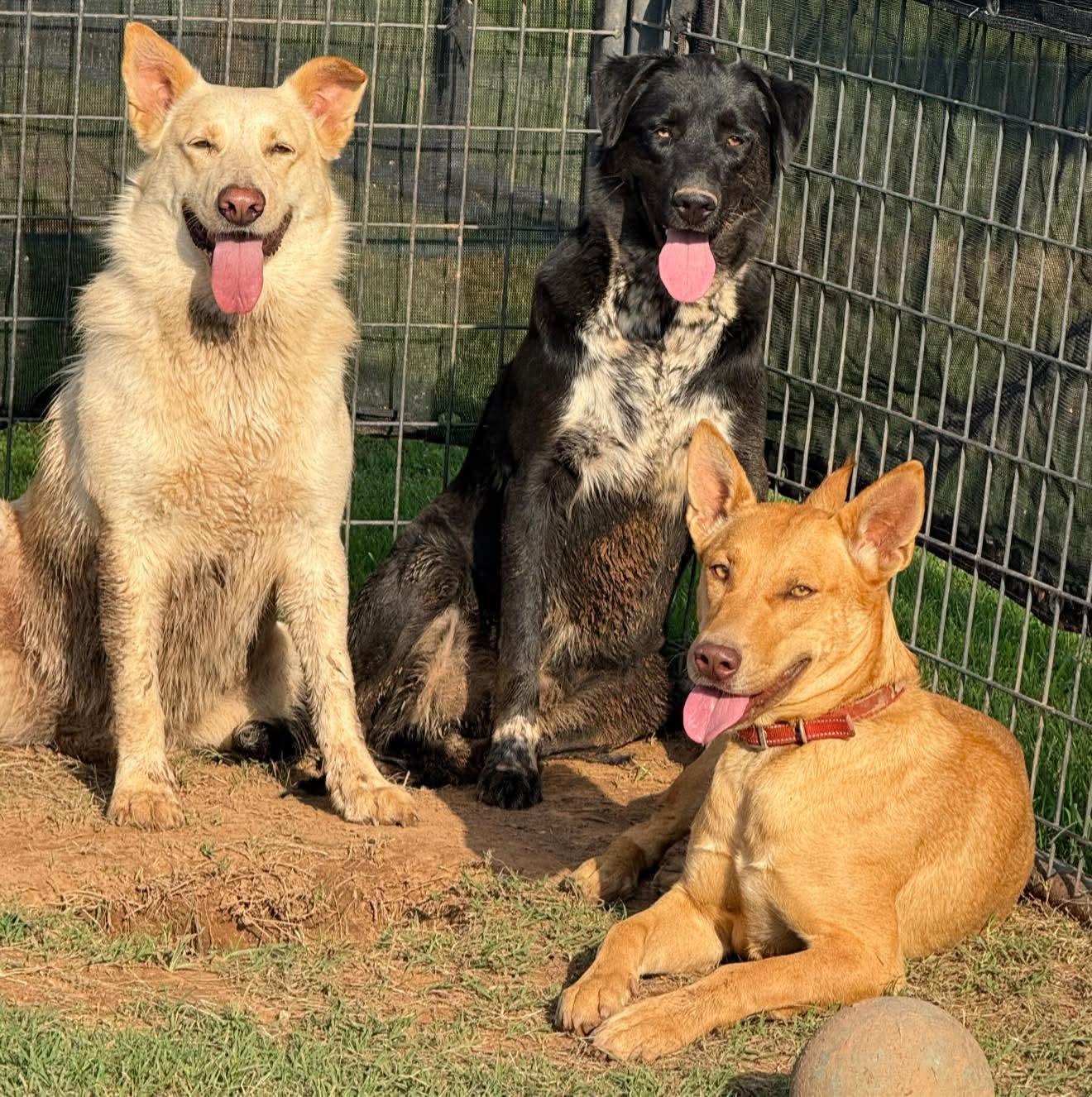 HERSHEY $425, a Adoptable mixed breed in Milwaukee, WI image 5/5