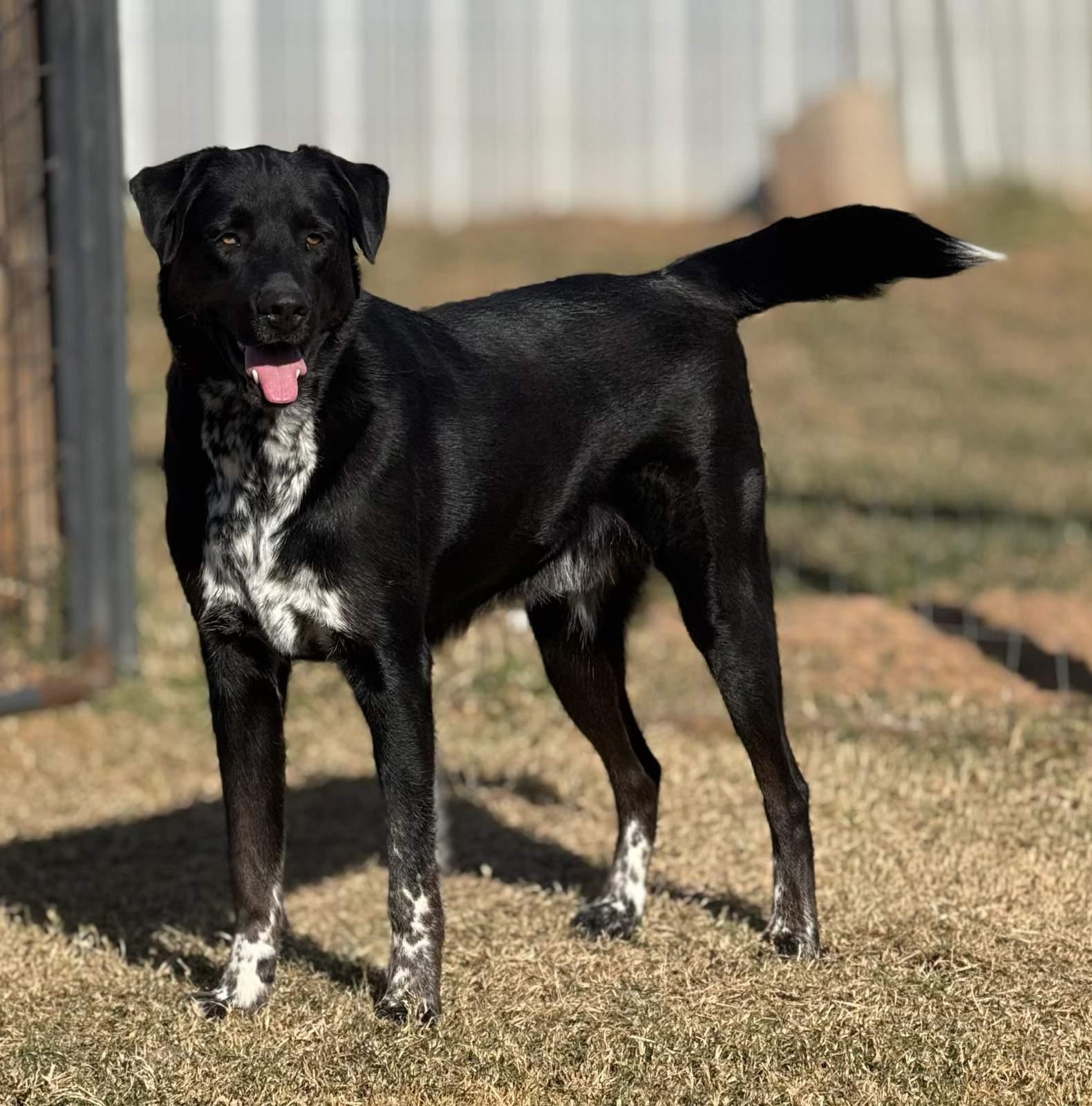 HERSHEY $425, Adoptable, Adult Male Border Collie.