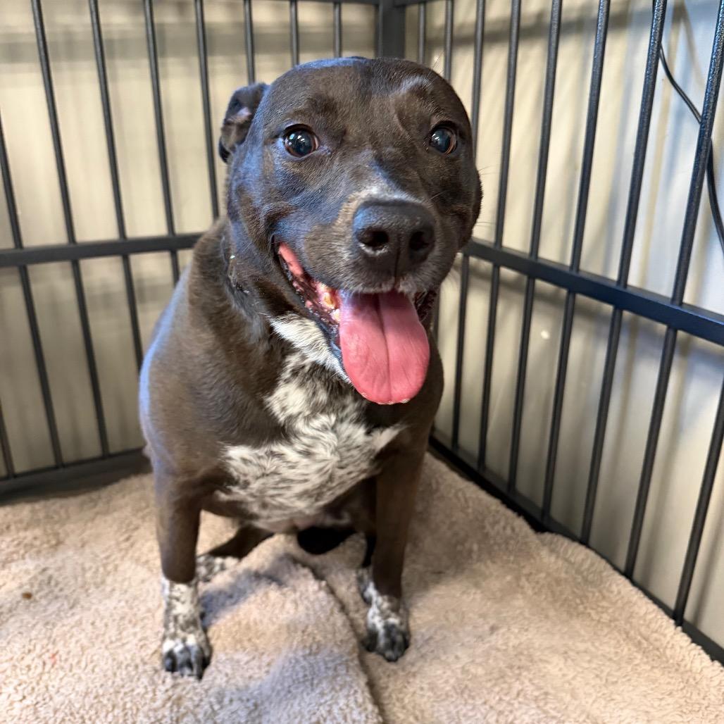 Pepper, Adoptable, Adult Female Mixed Breed.