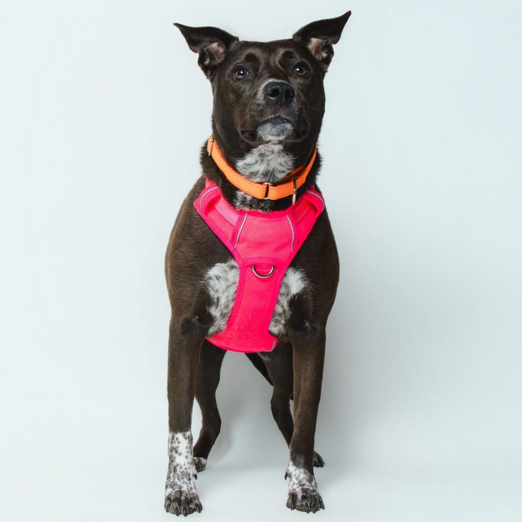 Pepper, a Adoptable Mixed Breed in Knoxville, TN image 2/2