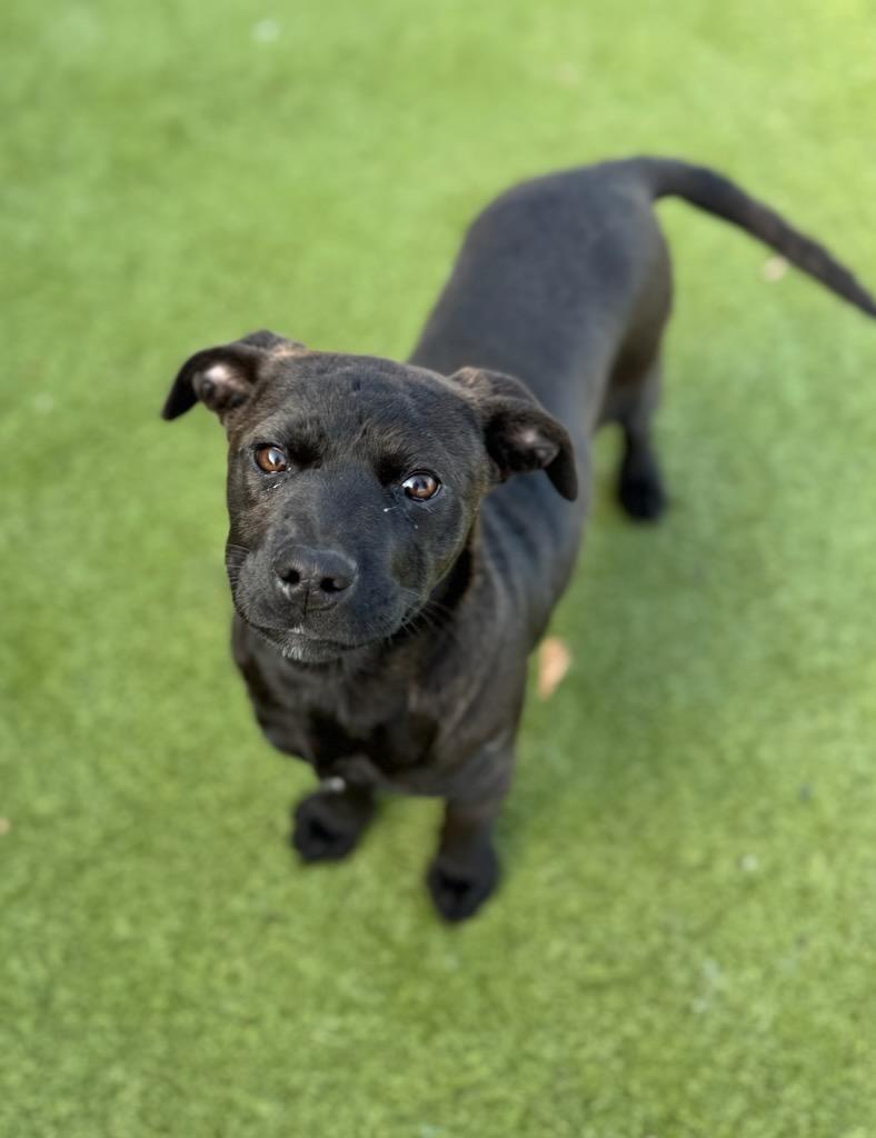 Enlarge Tootsie, a Adoptable mixed breed in Batesville, AR image 1/1