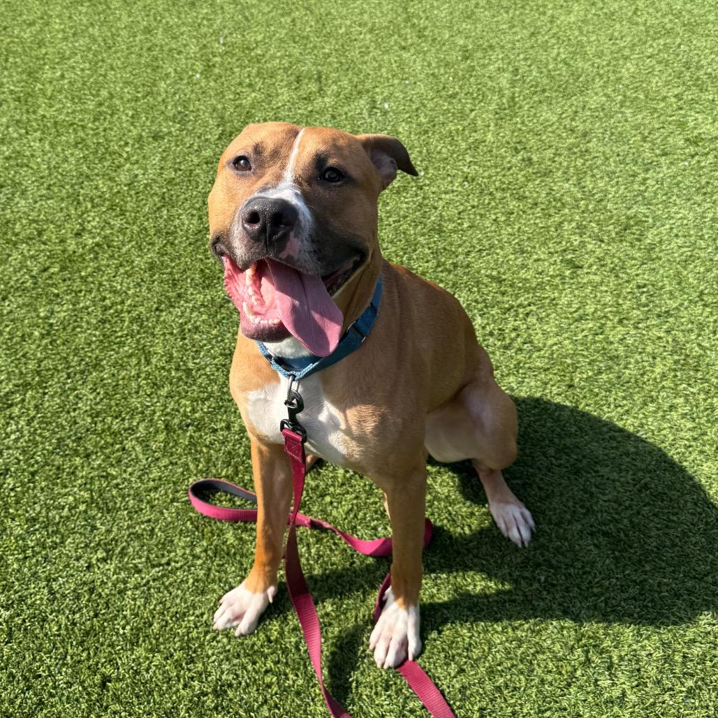 Enlarge Pagne, a Adoptable Mixed Breed in Pittsburgh, PA image 1/4