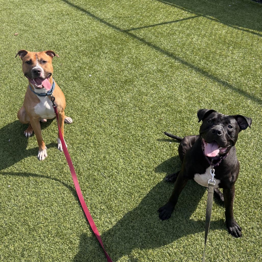 Enlarge Pagne, a Adoptable Mixed Breed in Pittsburgh, PA image 2/4