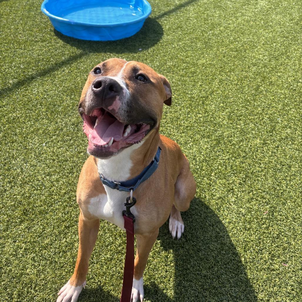 Enlarge Pagne, a Adoptable Mixed Breed in Pittsburgh, PA image 3/4