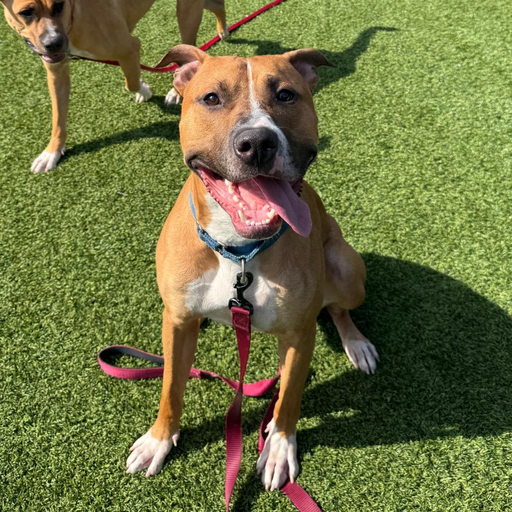 Enlarge Pagne, a Adoptable Mixed Breed in Pittsburgh, PA image 4/4