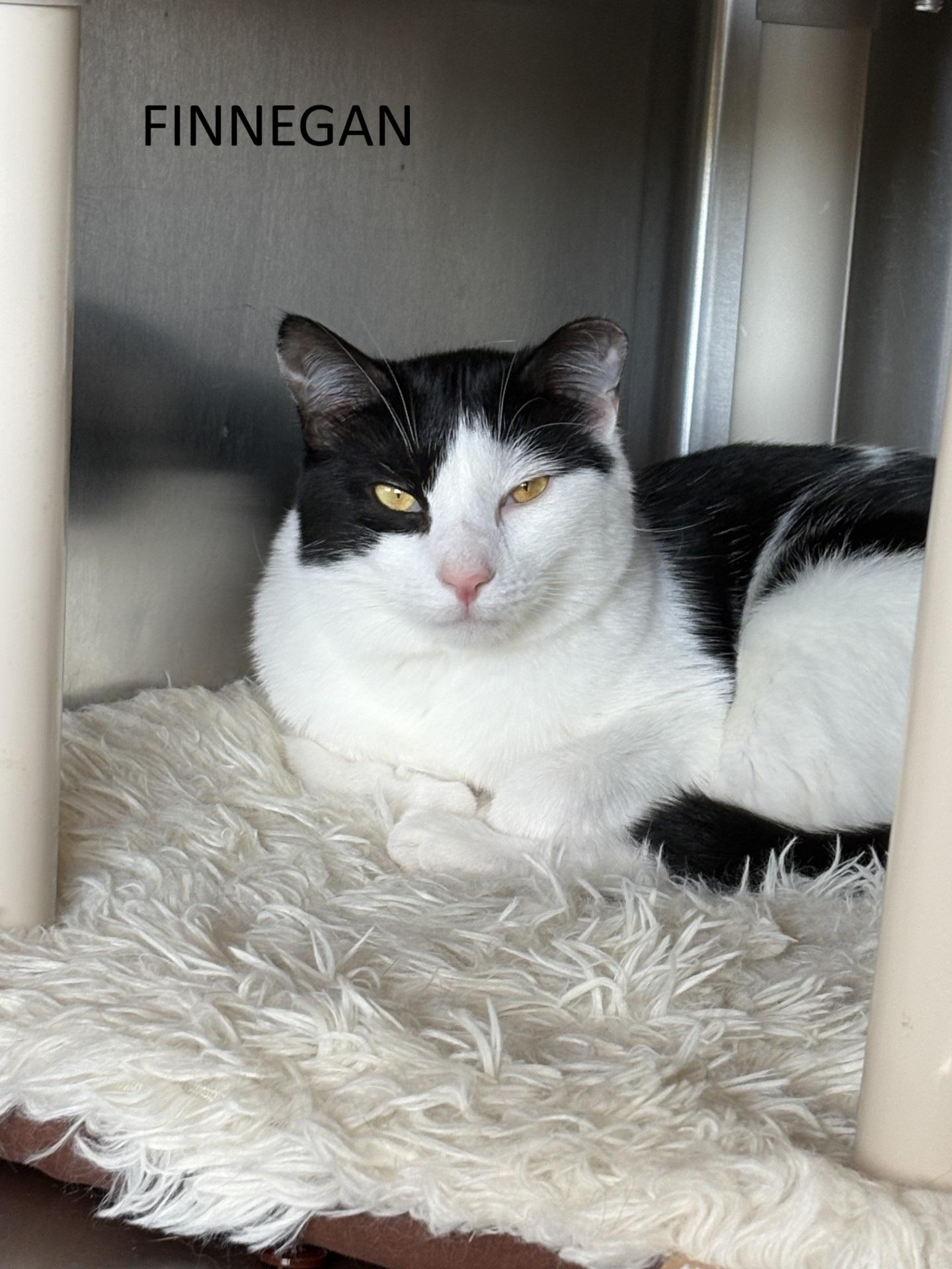 Finnegan, Adoptable, Young Female Domestic Short Hair.