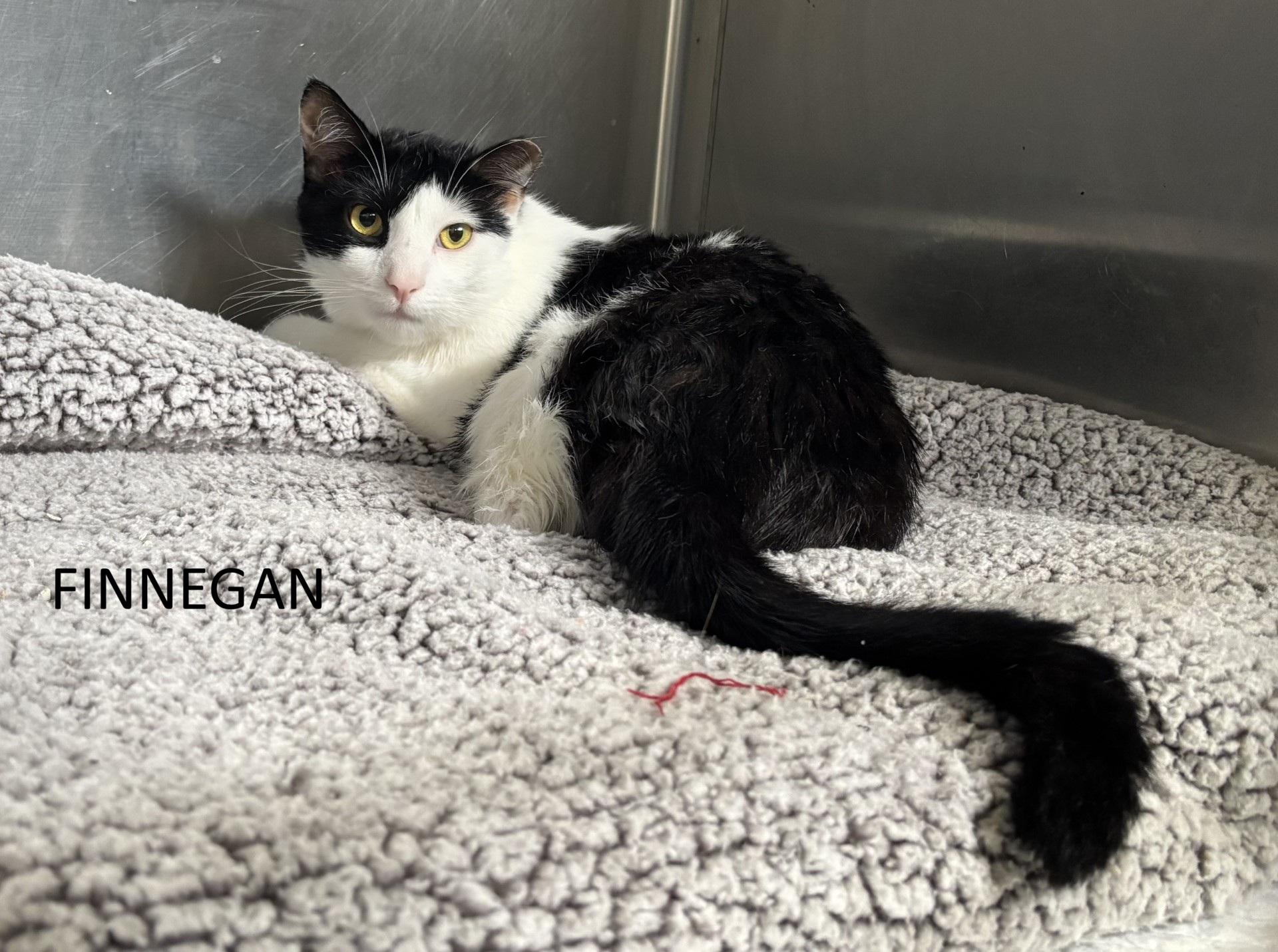 Finnegan, ADOPTABLE, Young Female Domestic Short Hair.