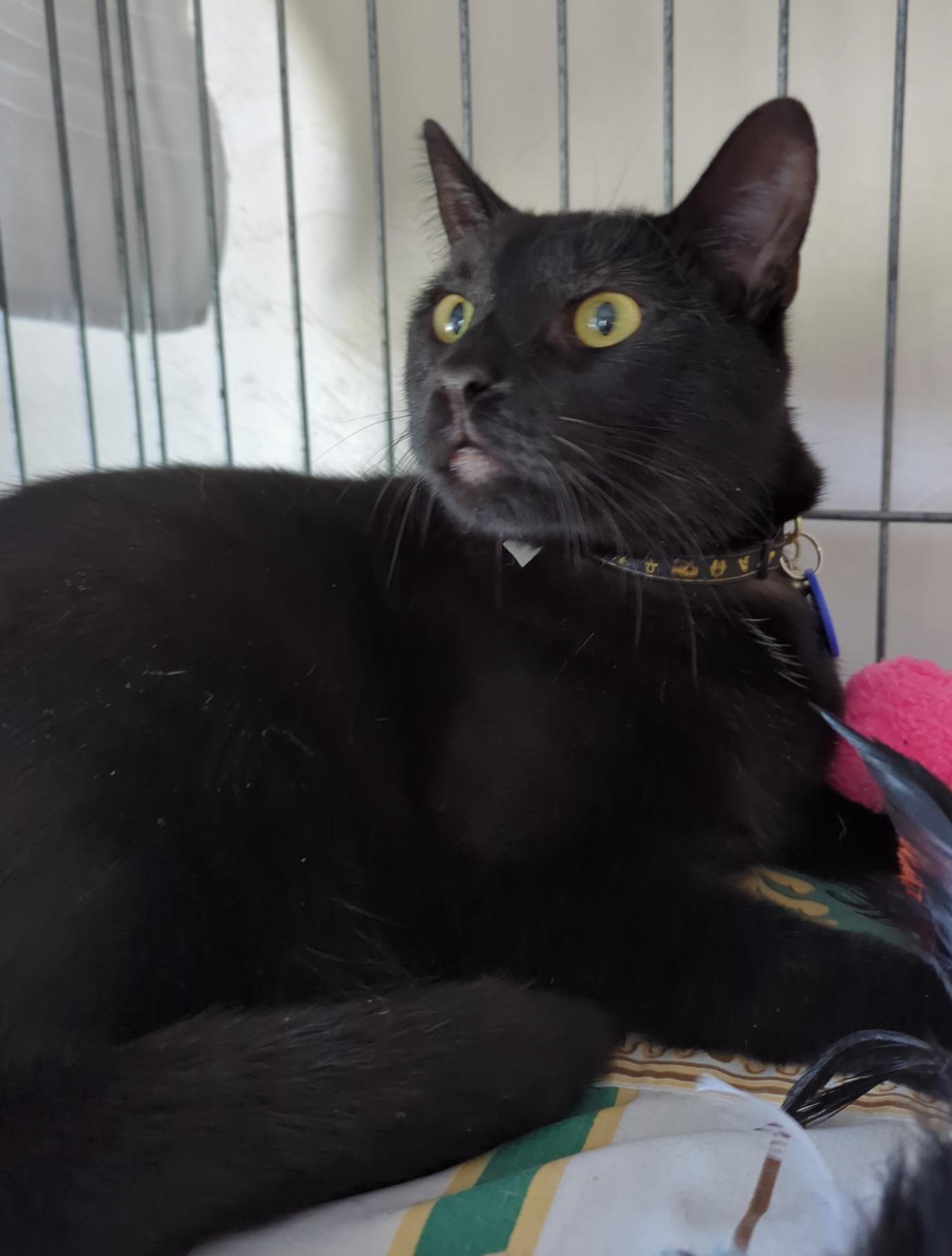 Vader, Adopted, Young Male Domestic Short Hair.
