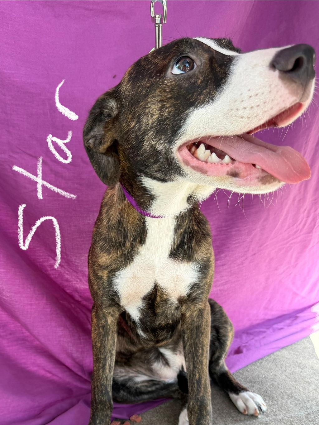 Enlarge Star, a Adopted mixed breed in Livingston, TX image 3/5
