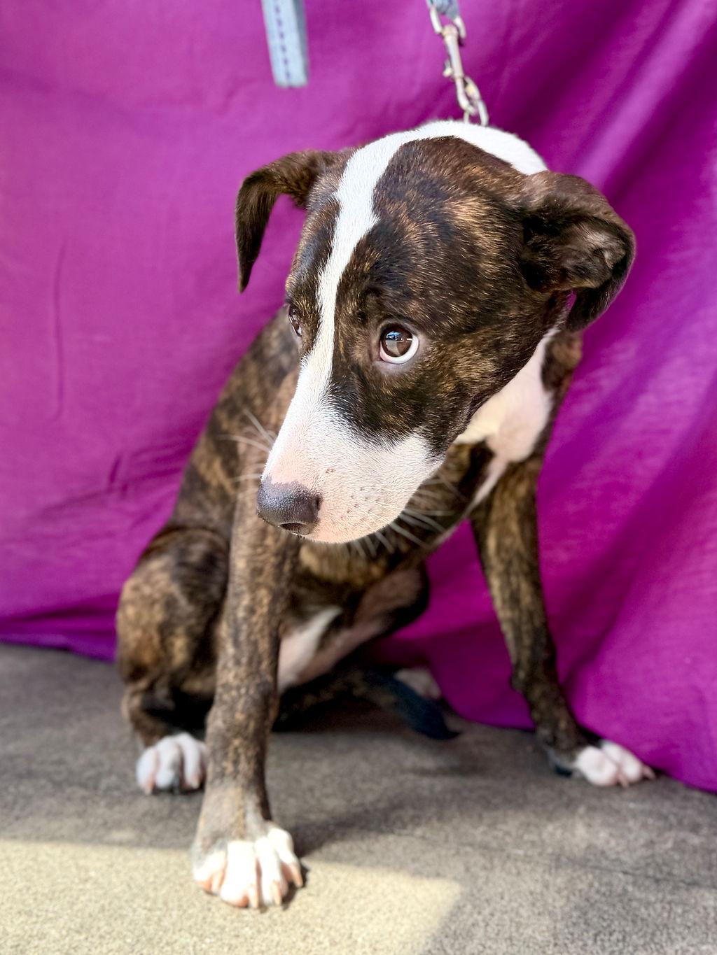 Enlarge Star, a Adopted mixed breed in Livingston, TX image 5/5