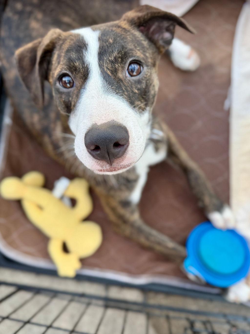 Star, Adopted, Young Female Mixed Breed.