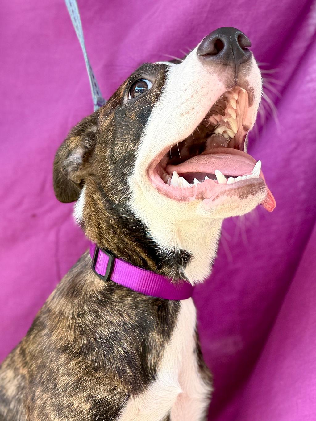 Enlarge Star, a Adopted mixed breed in Livingston, TX image 4/5