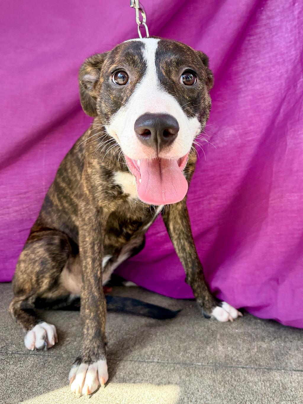 Enlarge Star, a Adopted mixed breed in Livingston, TX image 2/5