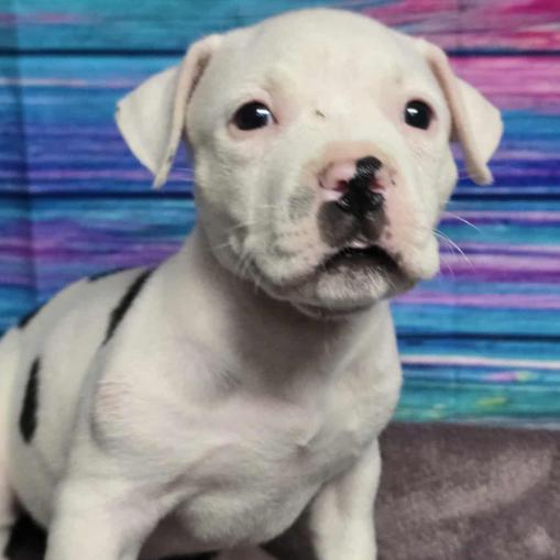 Crunchwrap Supreme, Adoptable, Young Male Pit Bull Terrier & Mixed Breed.
