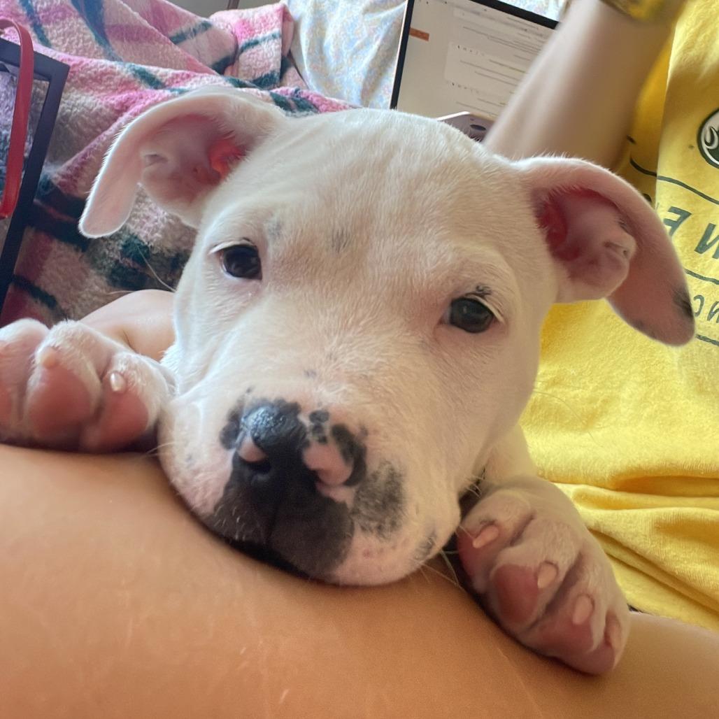 Enlarge Crunchwrap Supreme, a Adoptable mixed breed in Fort Collins, CO image 3/6