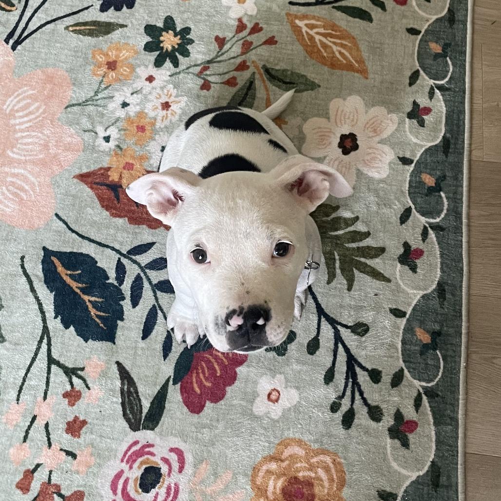 Enlarge Crunchwrap Supreme, a Adoptable mixed breed in Fort Collins, CO image 5/6