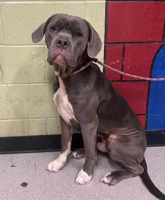 Enlarge MAX, a Adoptable mixed breed in Indianapolis, IN image 1/1