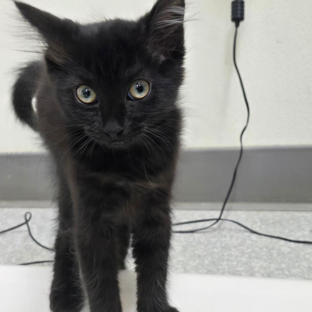 George, Adoptable, Kitten Male Domestic Long Hair.