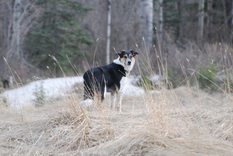 Enlarge Nelson (Furever Foster - SPONSORED), a Adoptable mixed breed in Didsbury, AB image 1/5