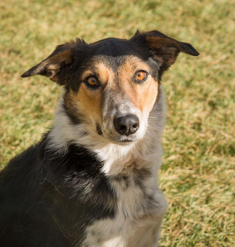 Enlarge Nelson (Furever Foster - SPONSORED), a Adoptable mixed breed in Didsbury, AB image 2/5