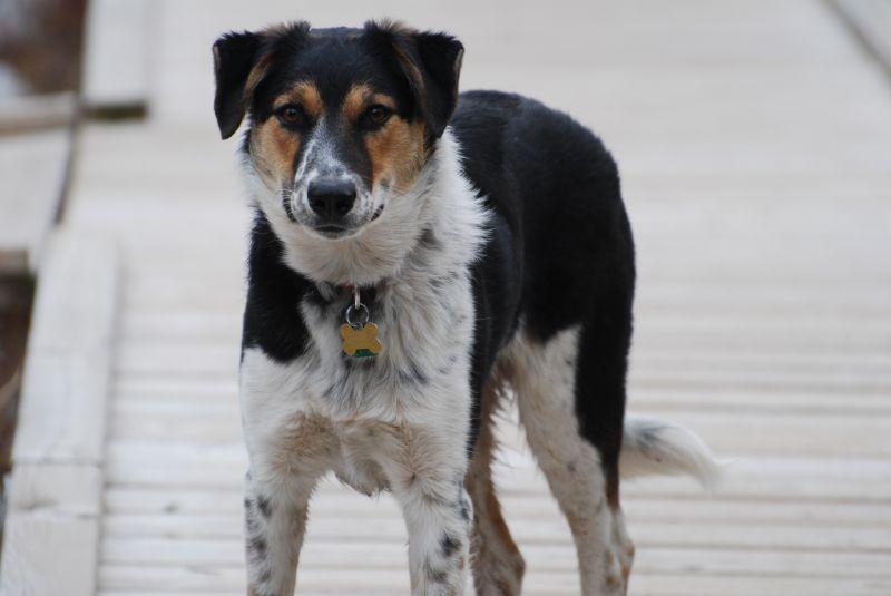 Enlarge Nelson (Furever Foster - SPONSORED), a Adoptable mixed breed in Didsbury, AB image 3/5