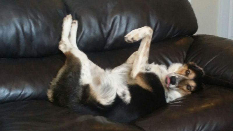 Enlarge Nelson (Furever Foster - SPONSORED), a Adoptable mixed breed in Didsbury, AB image 5/5