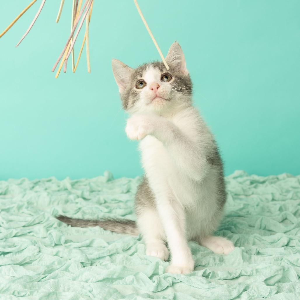 Enlarge Bennie and the Jets, a Adoptable Domestic Short Hair in St. Paul, MN image 2/6