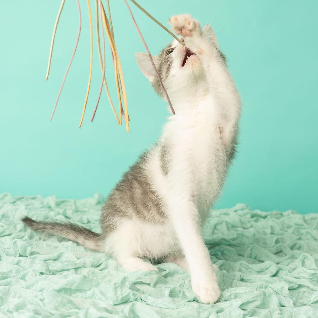 Enlarge Bennie and the Jets, a Adoptable Domestic Short Hair in St. Paul, MN image 3/6