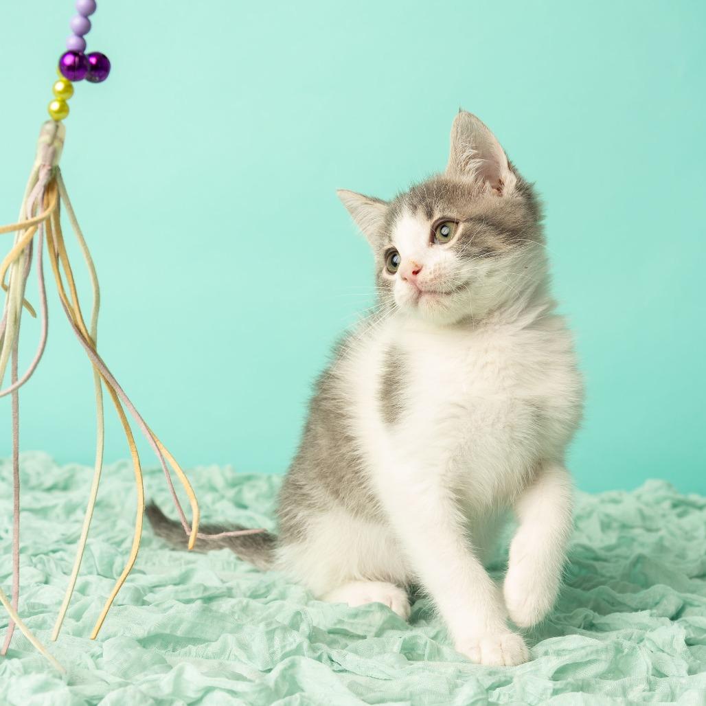 Enlarge Bennie and the Jets, a Adoptable Domestic Short Hair in St. Paul, MN image 4/6