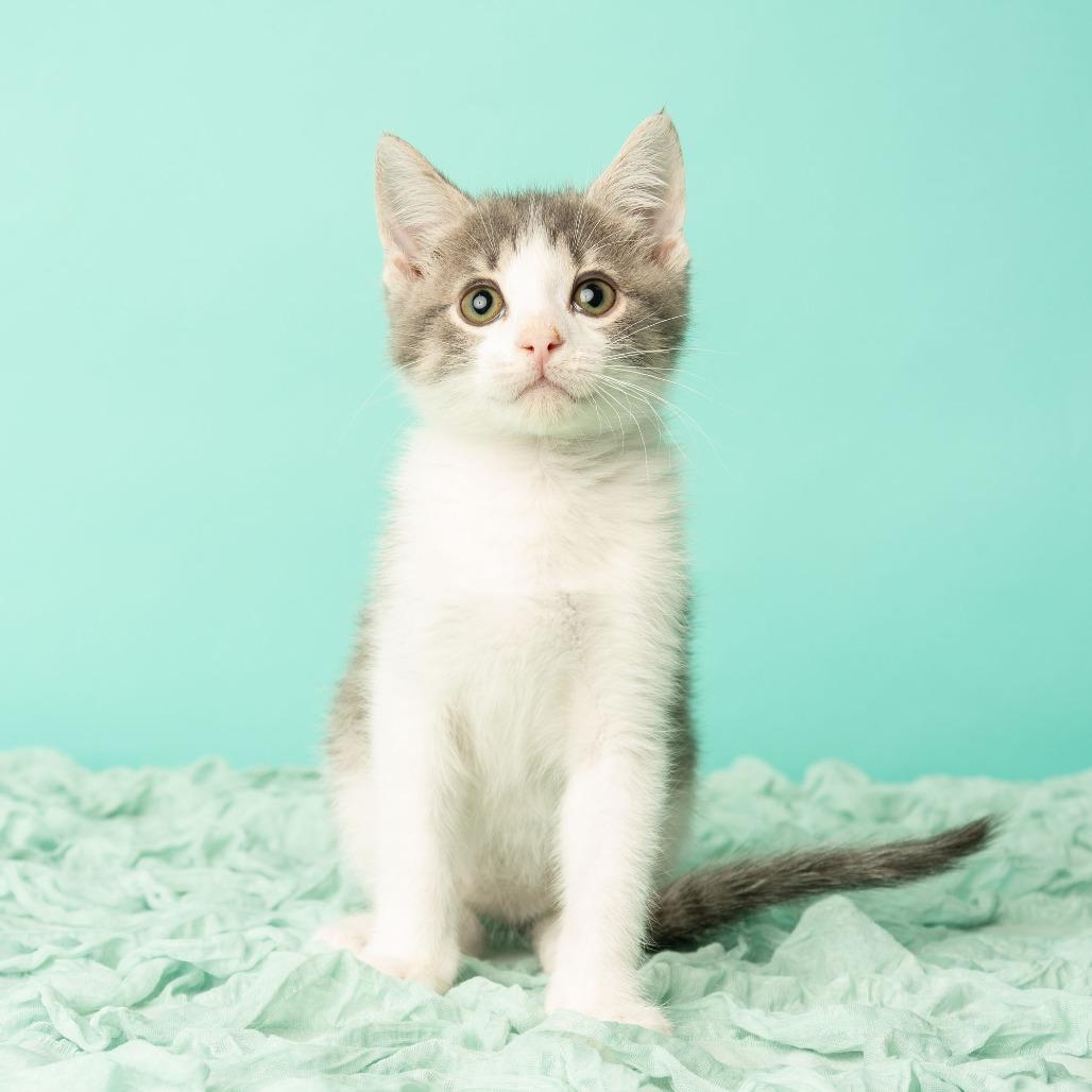 Enlarge Bennie and the Jets, a Adoptable Domestic Short Hair in St. Paul, MN image 5/6