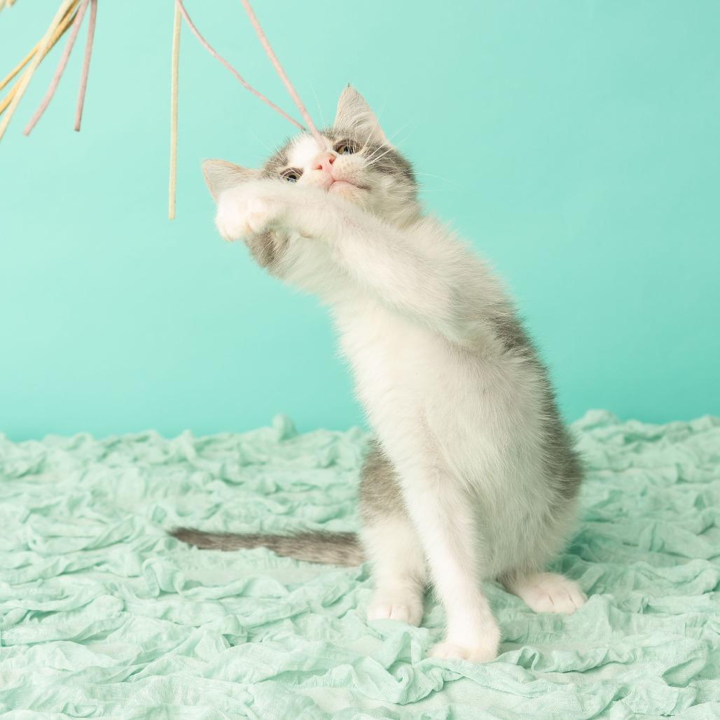 Enlarge Bennie and the Jets, a Adoptable Domestic Short Hair in St. Paul, MN image 6/6