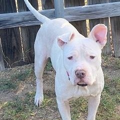 Enlarge Buddy, a Adoptable mixed breed in Dripping Springs, TX image 2/5