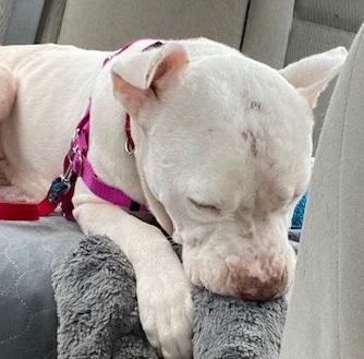 Enlarge Buddy, a Adoptable mixed breed in Dripping Springs, TX image 3/5