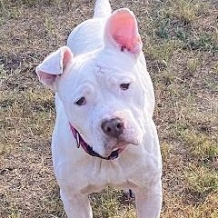 Enlarge Buddy, a Adoptable mixed breed in Dripping Springs, TX image 1/5