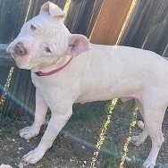 Enlarge Buddy, a Adoptable mixed breed in Dripping Springs, TX image 4/5