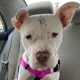 Enlarge Buddy, a Adoptable mixed breed in Dripping Springs, TX image 5/5