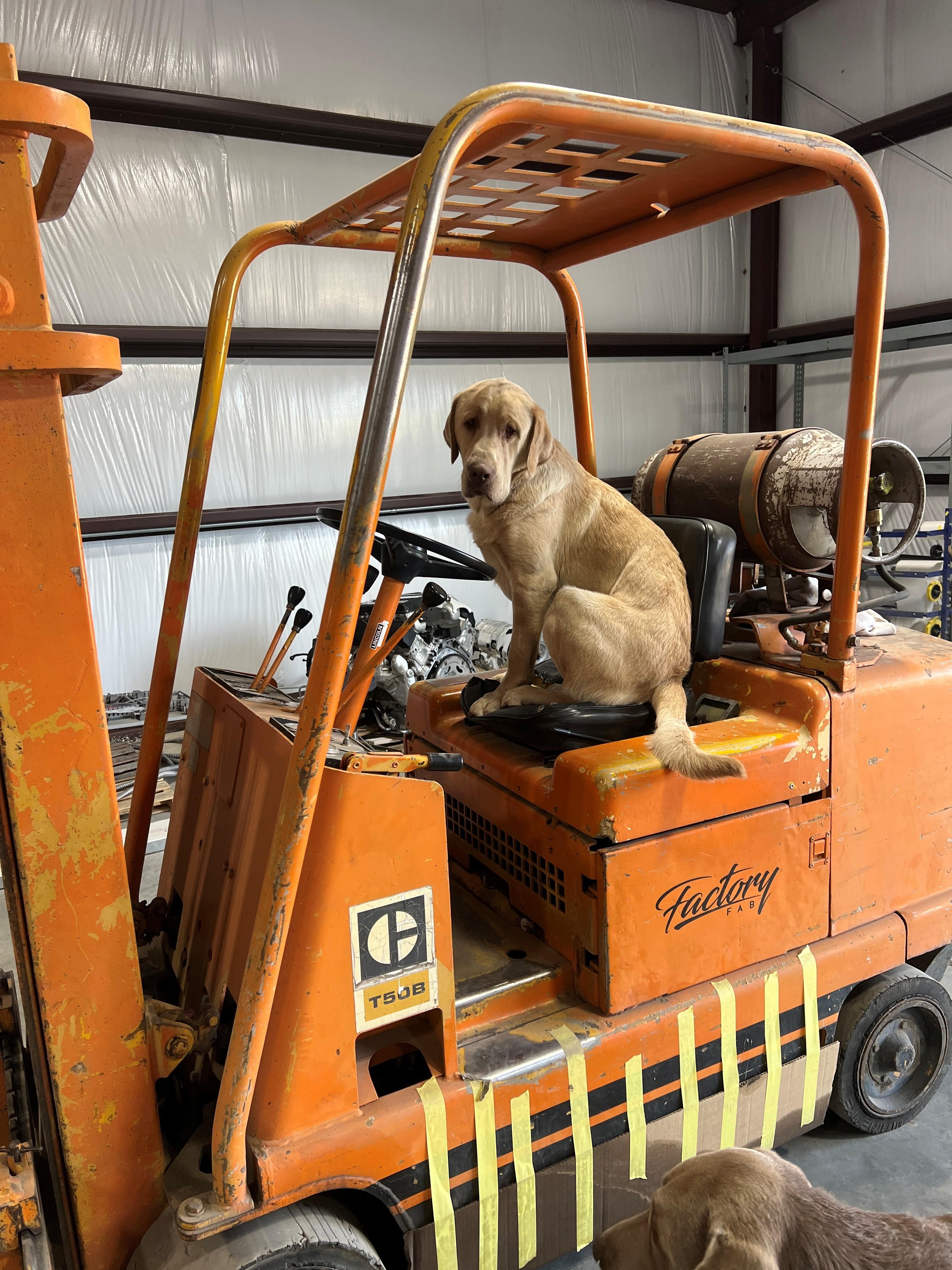 Enlarge HUDSON, an adopted Yellow Labrador Retriever in COEUR D ALENE, ID image 2/6