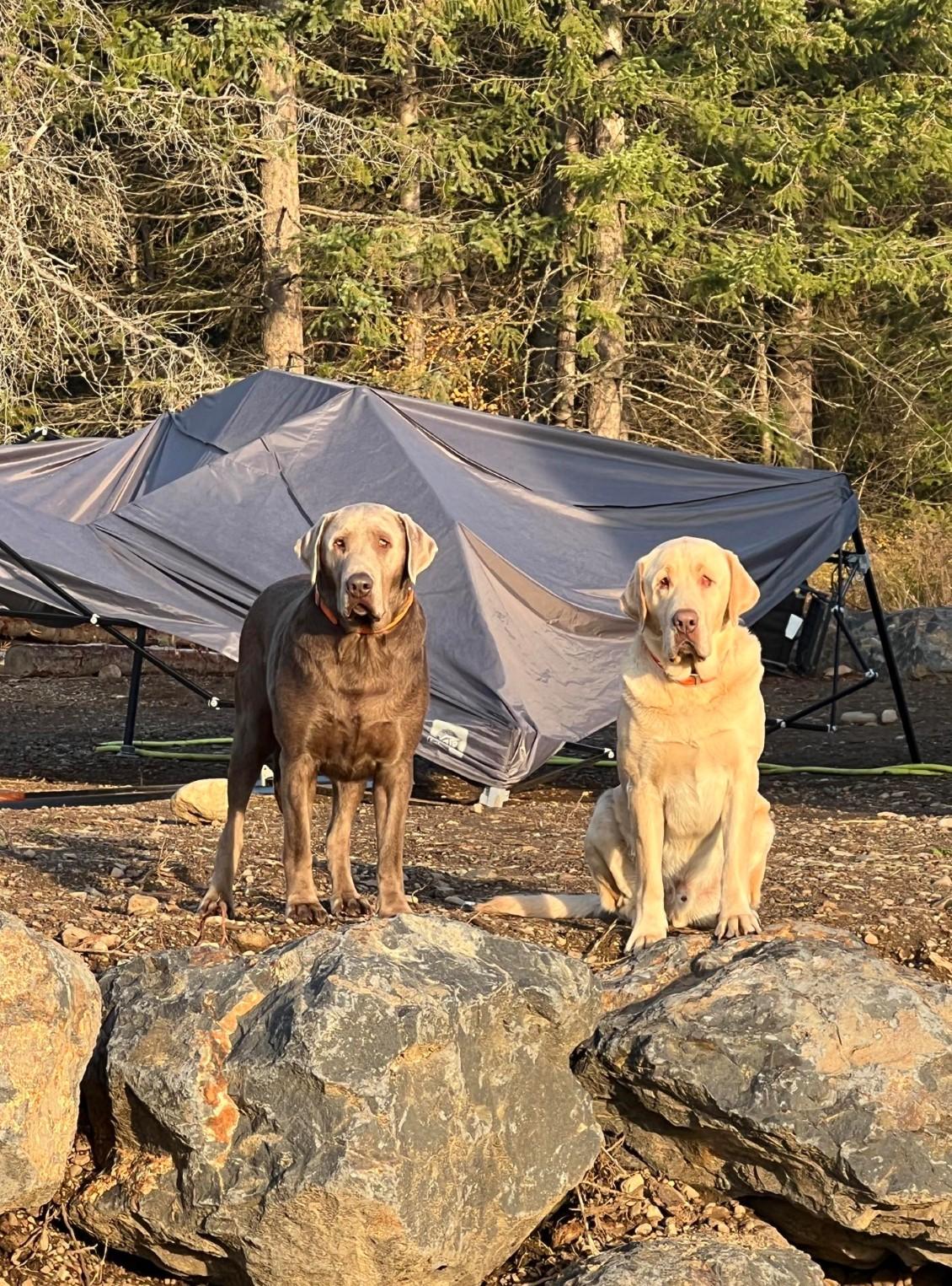Enlarge HUDSON, an adopted Yellow Labrador Retriever in COEUR D ALENE, ID image 4/6