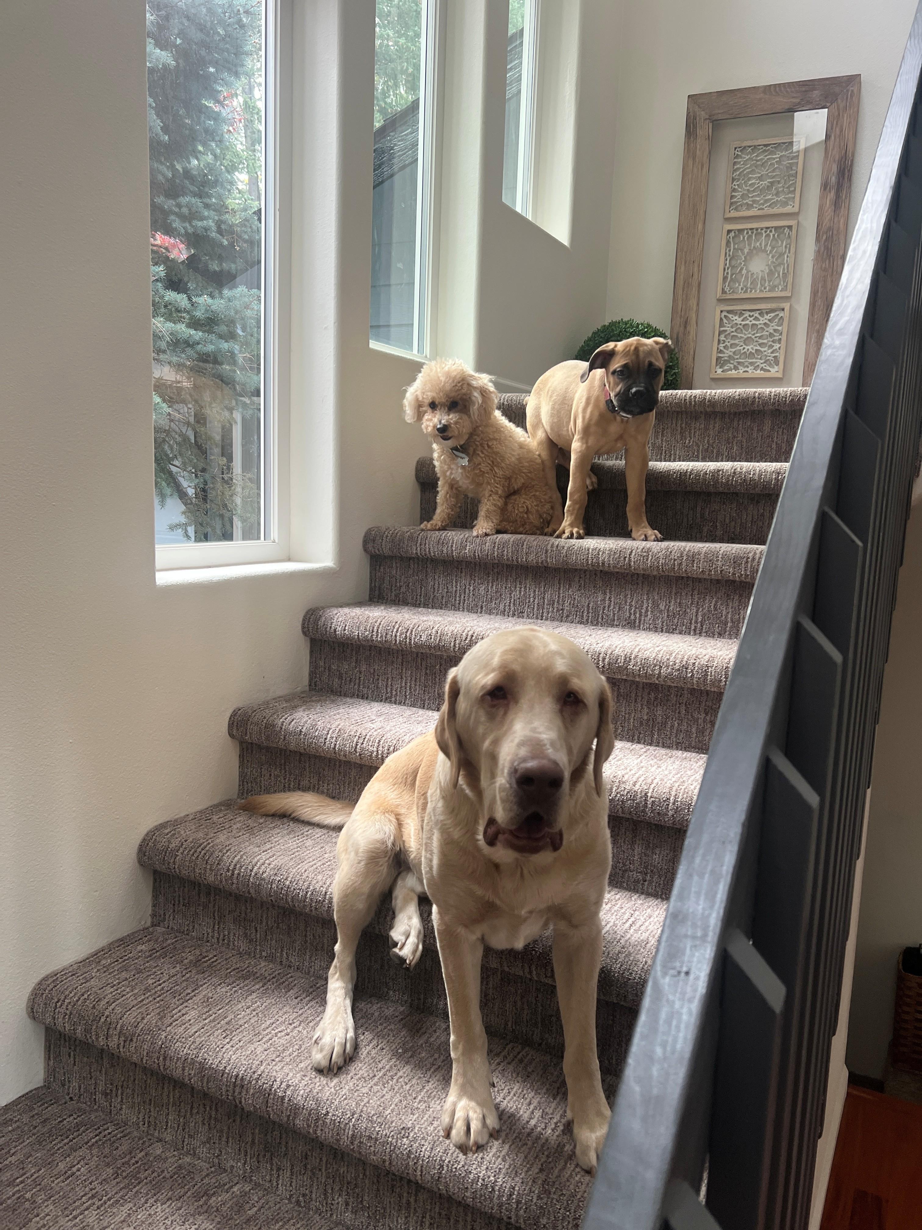 Enlarge HUDSON, an adopted Yellow Labrador Retriever in COEUR D ALENE, ID image 3/6