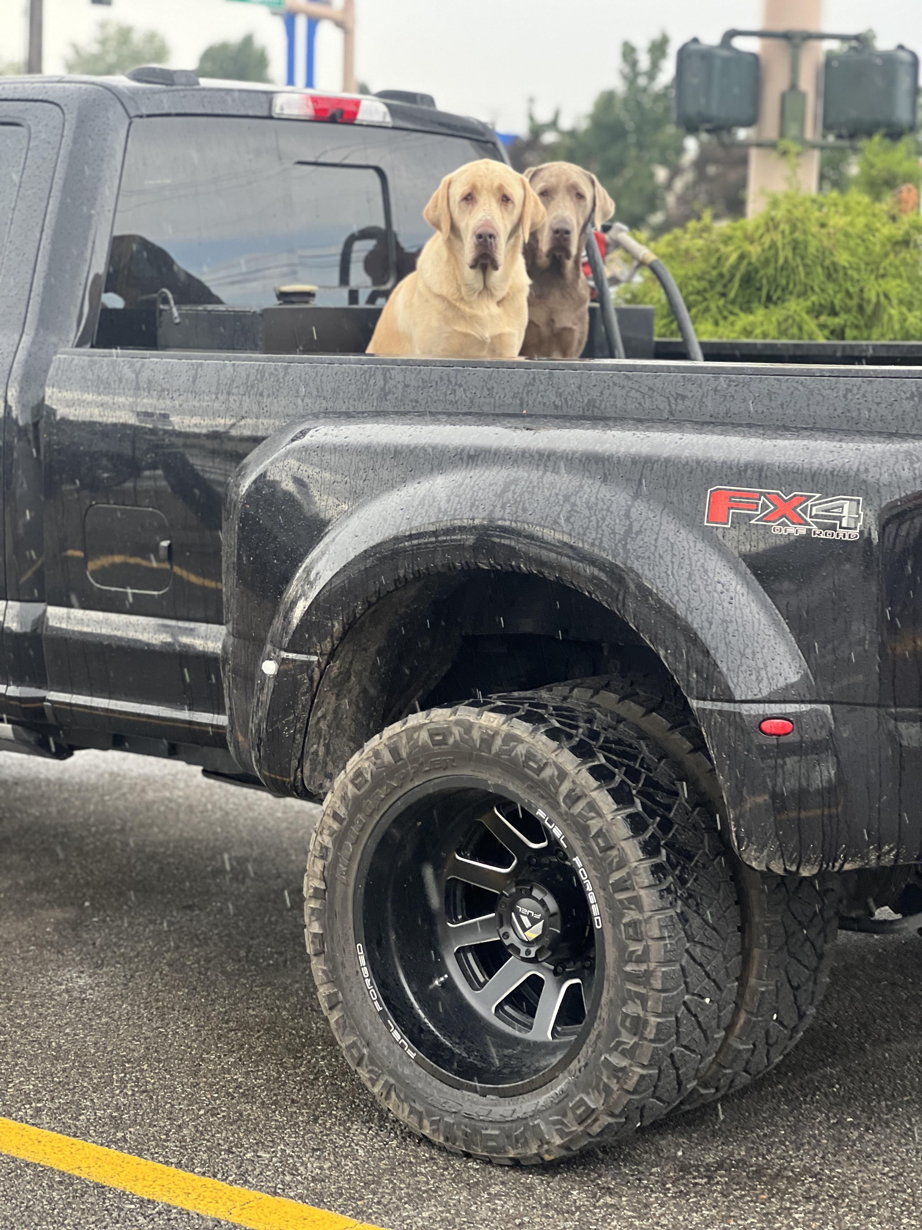 Enlarge HUDSON, an adopted Yellow Labrador Retriever in COEUR D ALENE, ID image 6/6