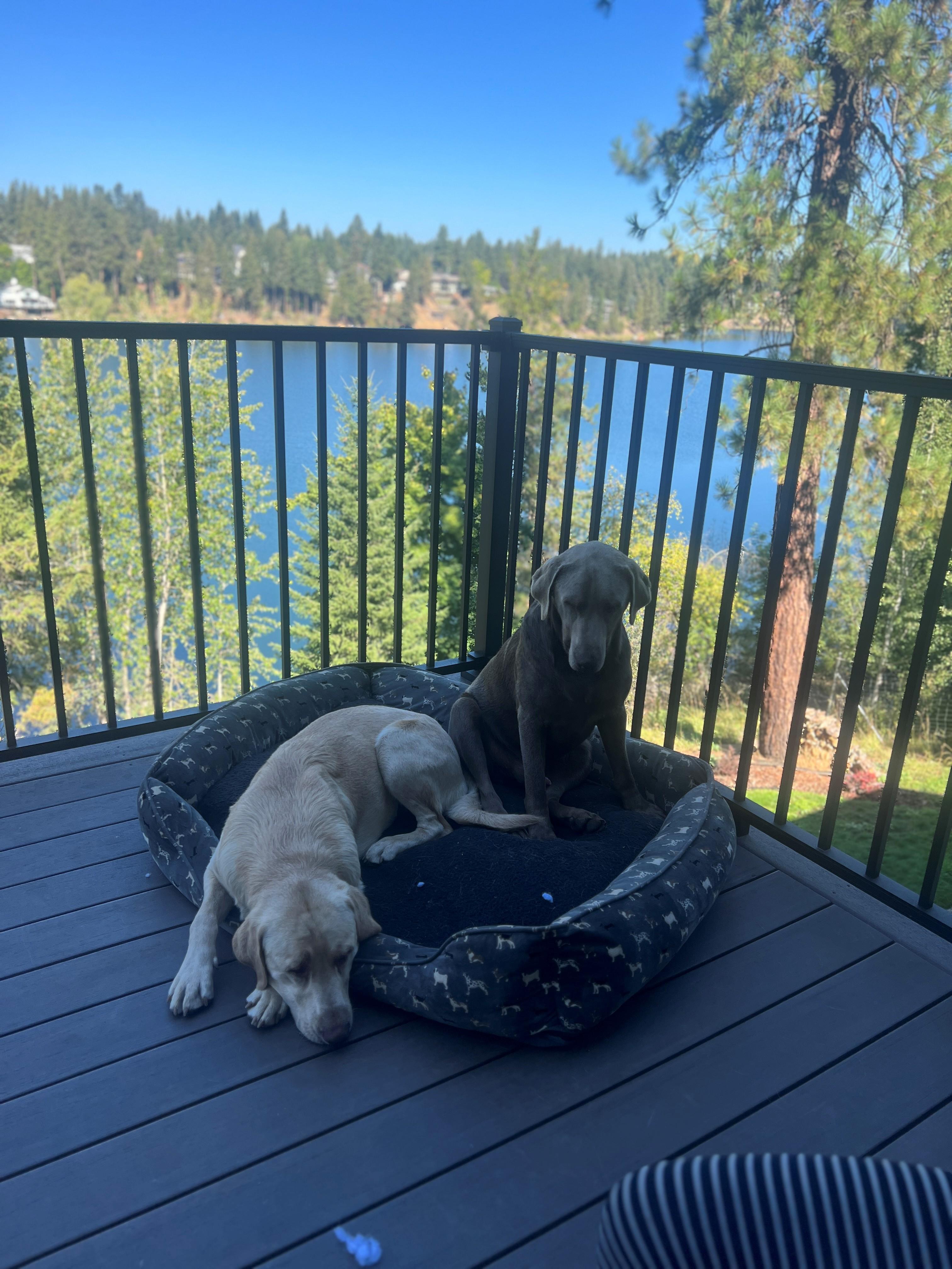 Enlarge HUDSON, an adopted Yellow Labrador Retriever in COEUR D ALENE, ID image 5/6